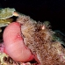 anemonefish_pink_mid_v_0705_png1228.jpg